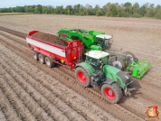 Harvesting potatoes