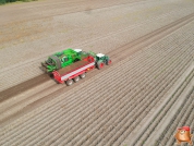 Harvesting potatoes