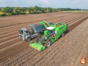 Harvesting potatoes