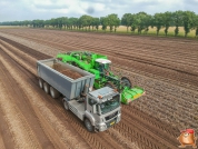 Harvesting potatoes