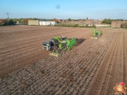 Harvesting potatoes