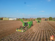 Harvesting potatoes