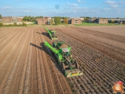 Harvesting potatoes