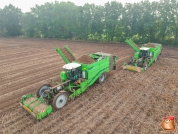 Harvesting potatoes