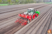 Planting potatoes