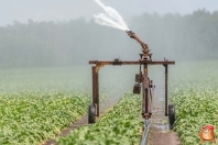 Beregnen bei van den Borne aardappelen