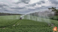 Beregnen bei van den Borne aardappelen