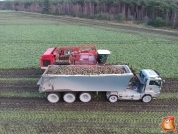 Sugar beets harvest at van den Borne aardappelen