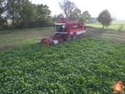 Sugar beets harvest at van den Borne aardappelen