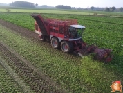 Sugar beets harvest at van den Borne aardappelen