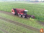 Sugar beets harvest at van den Borne aardappelen