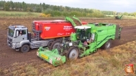 Harvesting potatoes