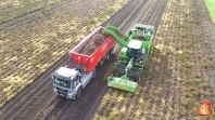 Harvesting potatoes