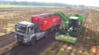 Harvesting potatoes