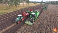 Harvesting potatoes