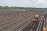 Planting potatoes