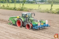 Planting potatoes