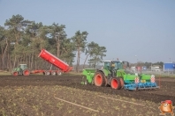 Planting potatoes