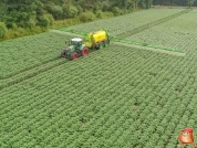 Gewasbescherming bij van den borne aardappelen