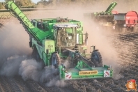 Harvesting potatoes