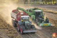 Harvesting potatoes