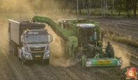 Harvesting potatoes