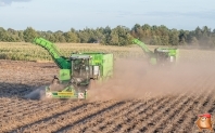 Harvesting potatoes