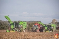 Harvesting potatoes