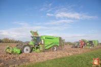 Harvesting potatoes