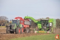 Harvesting potatoes