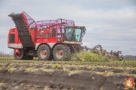 Bieten rooien bij van den Borne aardappelen