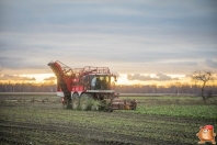 Bieten rooien bij van den Borne aardappelen