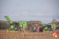 Cultivation description potatoes