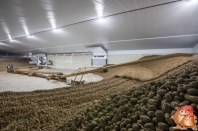 Cultivation description potatoes