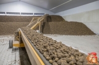 Cultivation description potatoes