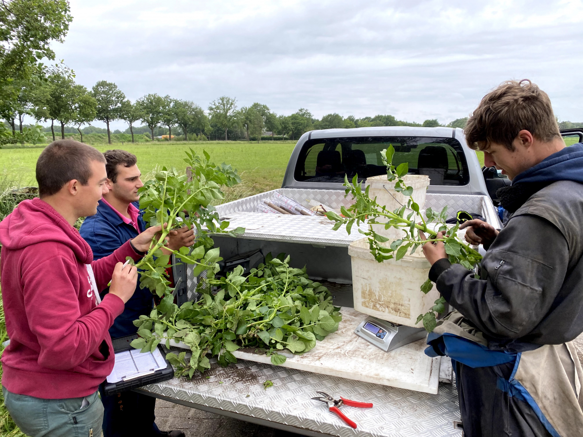 Stage bij van den Borne aardappelen