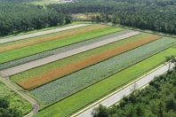 Test center for strip cultivation on sand and frietje precies