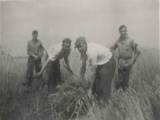 History of van den Borne aardappelen 1950 - 1969