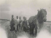 graan maaien met het paard