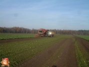 Bieten rooien bij van den Borne aardappelen