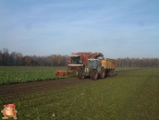 Bieten rooien bij van den Borne aardappelen