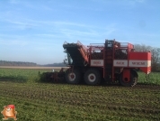 Bieten rooien bij van den Borne aardappelen