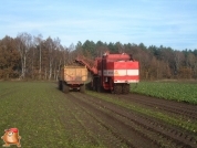 Bieten rooien bij van den Borne aardappelen