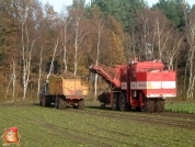 Bieten rooien bij van den Borne aardappelen