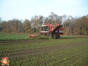 Bieten rooien bij van den Borne aardappelen