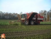 Bieten rooien bij van den Borne aardappelen