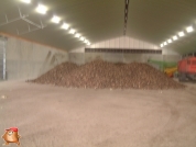 Sugar beets harvest at van den Borne aardappelen