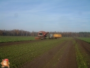 Bieten rooien bij van den Borne aardappelen