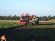 Bieten rooien bij van den Borne aardappelen