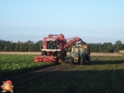 Bieten rooien bij van den Borne aardappelen